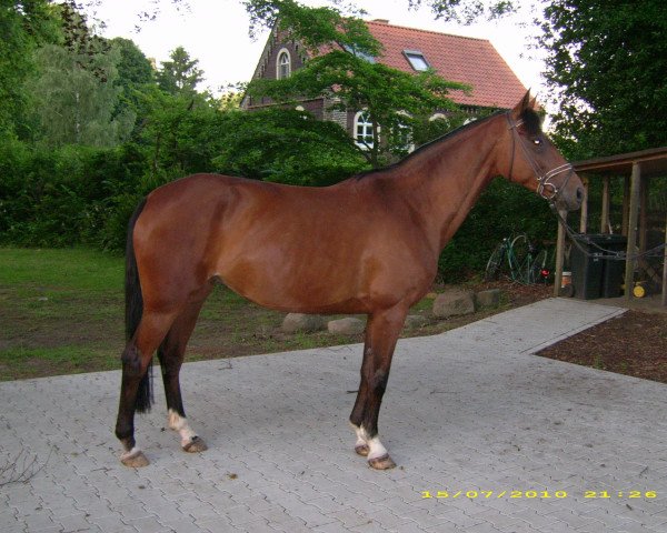 broodmare Dana (Westphalian, 2001, from Dimension)