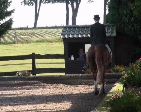 broodmare Alpina (Hessian Warmblood, 1994, from Alpenkoenig)