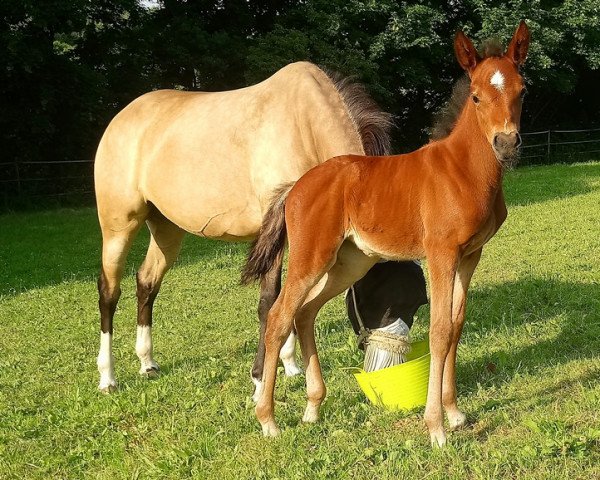 horse Germanotta (German Riding Pony, 2022, from Gipfelstürmer)