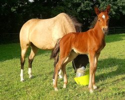 horse Germanotta (German Riding Pony, 2022, from Gipfelstürmer)
