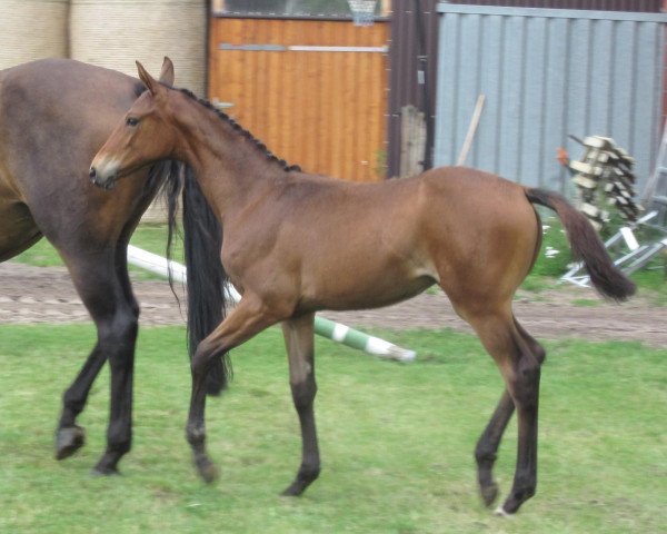 horse Scolina (Hanoverian, 2011, from Scolari)