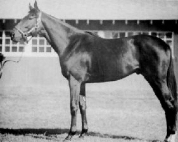 stallion Fisherman xx (Thoroughbred, 1951, from Phalanx xx) stallion Fisherman xx (Thoroughbred, 1951, from Phalanx xx)