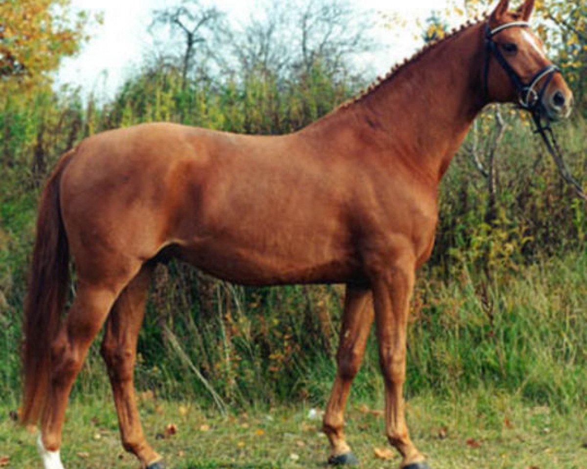 Deckhengst Heling (Trakehner, 1989, von Bukephalos)
