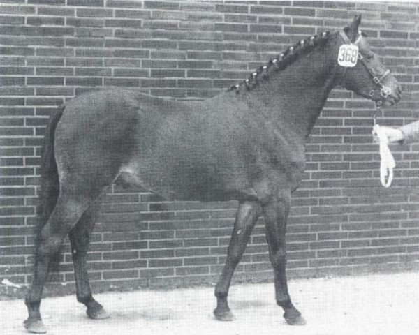 Deckhengst Sir (Welsh Pony (Sek.B), 1968, von Shawbury Bittermint)