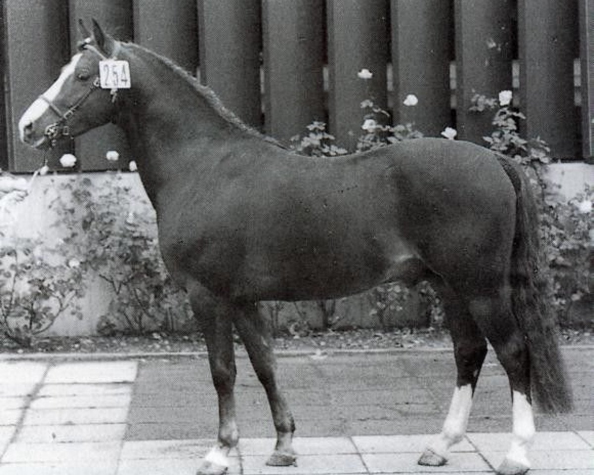 Deckhengst Shalom (Welsh Pony (Sek.B), 1972, von Sir)