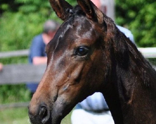broodmare Smilla (Hanoverian, 2010, from Scolari)
