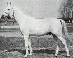 stallion Enwer Bey 1923 ox (Arabian purebred, 1923, from Abu Mlech 1902 ox)