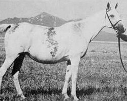 broodmare Taraszcza 1937 ox (Arabian purebred, 1937, from Enwer Bey 1923 ox)