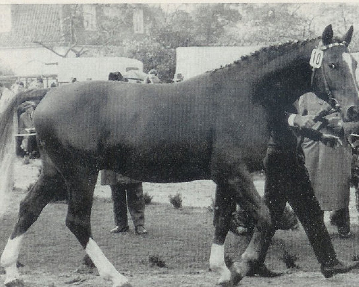 Deckhengst Eclatant (Hannoveraner, 1963, von Duellant 3586)