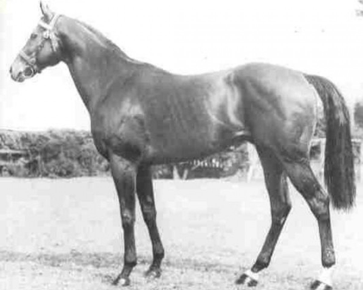 stallion Le Lavandou xx (Thoroughbred, 1944, from Djebel xx)