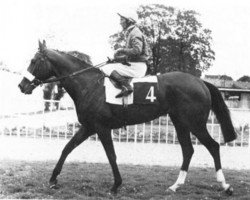 stallion My Swallow xx (Thoroughbred, 1968, from Le Levanstell xx)