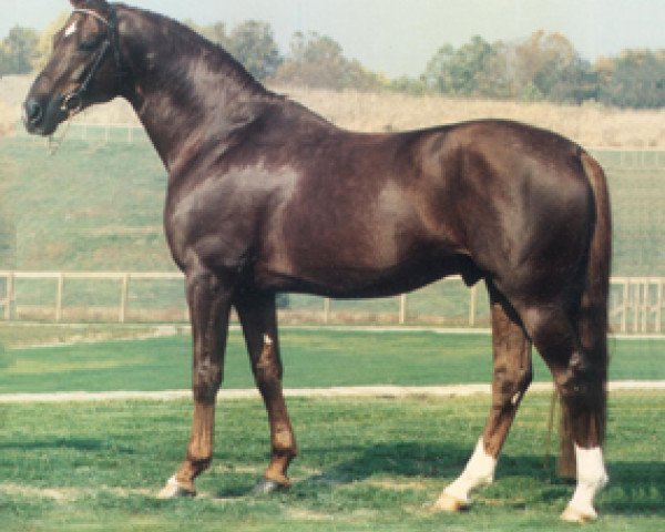 Deckhengst Parabol (Westfale, 1983, von Paradox I 1697)
