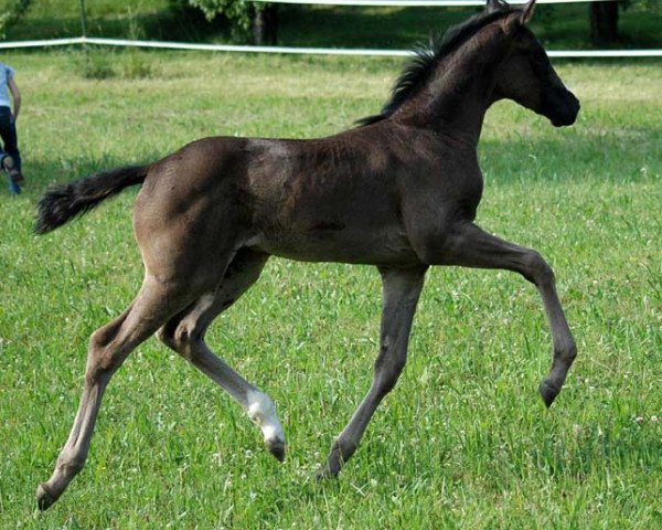 broodmare Domani (Württemberger, 2011, from Danone 4)