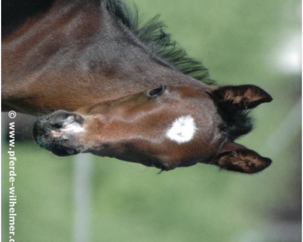 Pferd Le Champ (Hannoveraner, 2008, von Locksley II)
