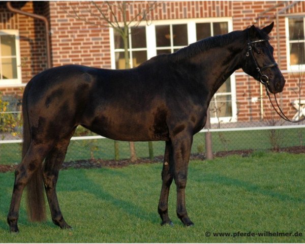 Zuchtstute La Belle Noir W (Hannoveraner, 2007, von Locksley II)