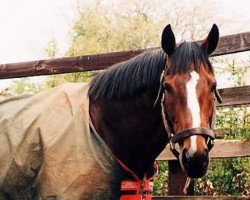 stallion In The Wings xx (Thoroughbred, 1986, from Sadler's Wells xx)