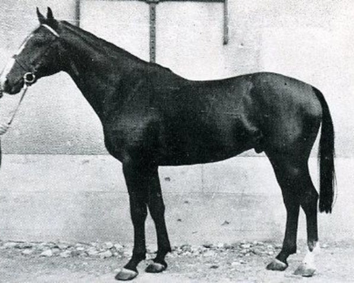 Deckhengst Brûle Tout AN (Anglo-Normanne, 1945, von Foudroyant II xx)