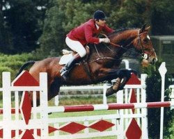 stallion Lord Gordon (Selle Français, 1977, from Alme)