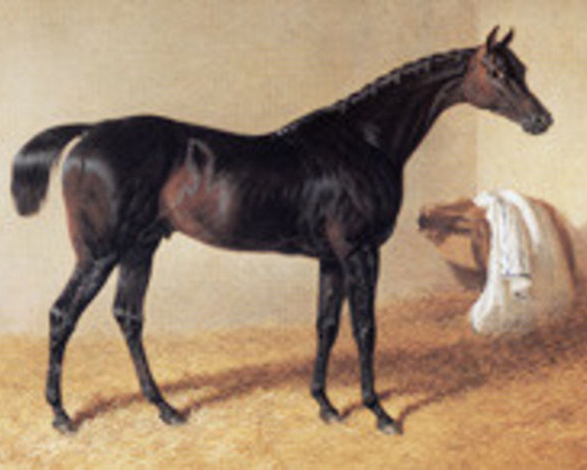 Deckhengst Doctor Syntax xx (Englisches Vollblut, 1811, von Paynator xx)