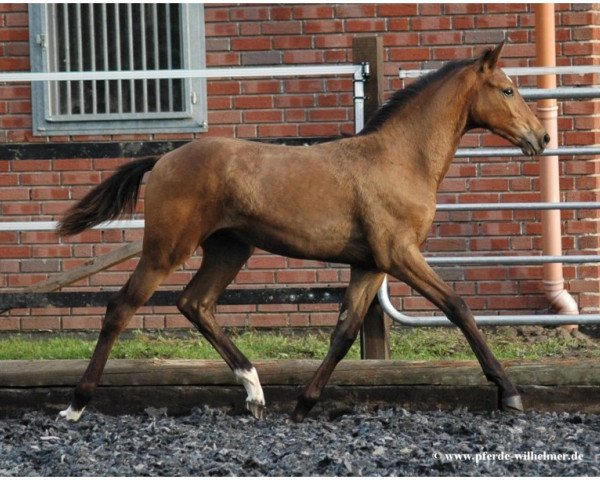 horse Rion 5 (Westphalian, 2005, from Riccione)