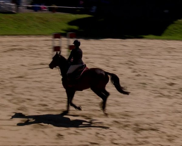 Reitturnier Viersen-Dülken 2022