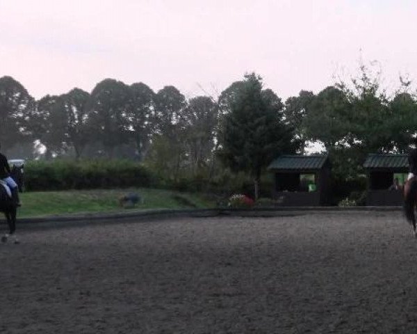 Zuchtstute Revuelied G (Westfale, 2007, von Rock Forever NRW)