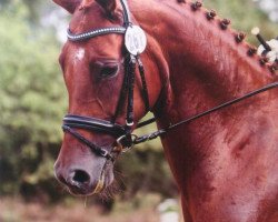 dressage horse Diva 540 (Westphalian, 2007, from Don Frederico)