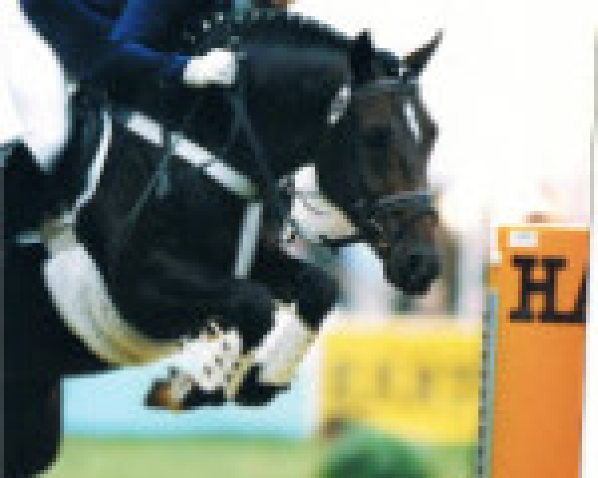 Deckhengst Doodoo (Deutsches Reitpony, 1990, von Desteny)