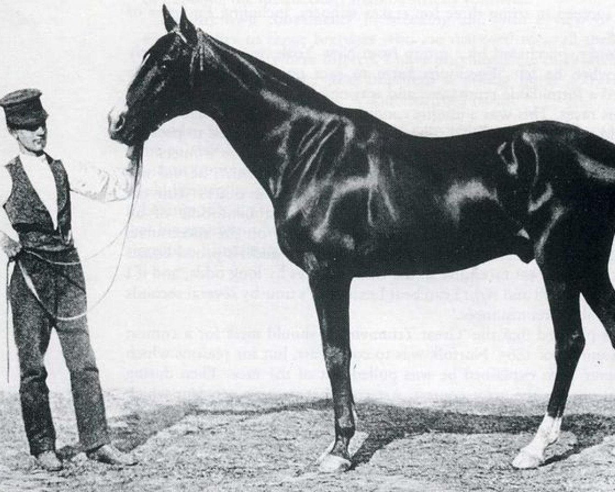Deckhengst Norfolk xx (Englisches Vollblut, 1861, von Lexington xx)