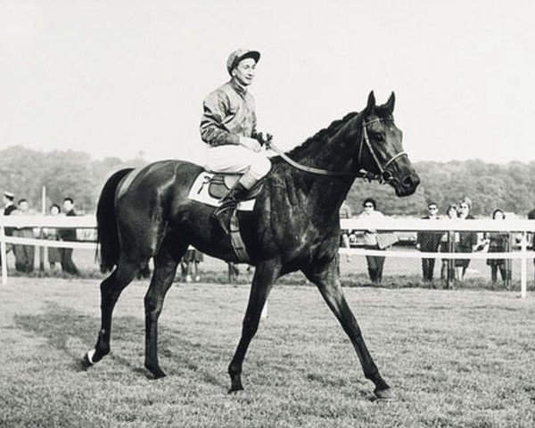 Deckhengst Charlottesville xx (Englisches Vollblut, 1957, von Prince Chevalier xx) Deckhengst Charlottesville xx (Englisches Vollblut, 1957, von Prince Chevalier xx)