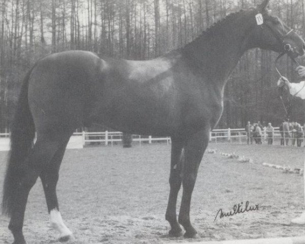 stallion Concorde (Westphalian, 1987, from Cor de la Bryère)