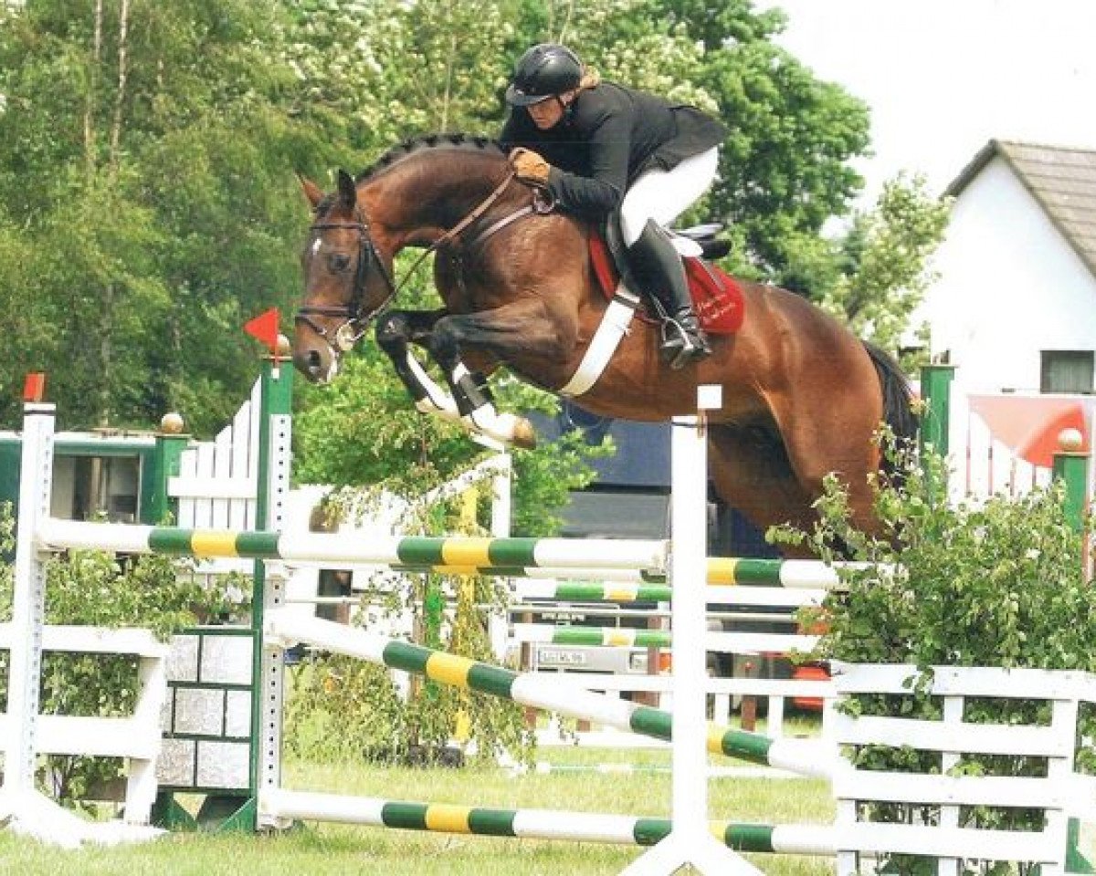 Deckhengst Langer Jan (Hannoveraner, 2000, von Landclassic)
