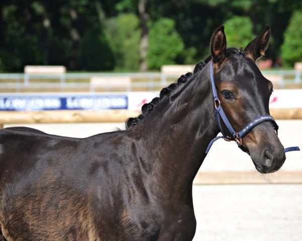 horse Fräulein Usov (Westphalian, 2022, from Floyd TN)