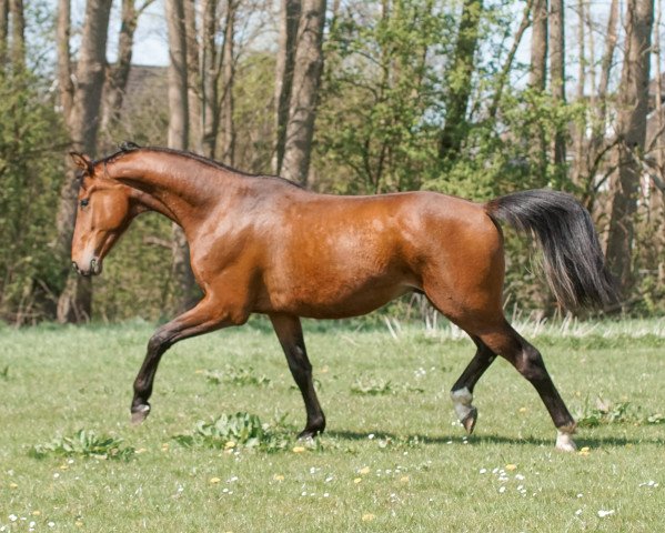horse Barley (Hanoverian, 2020, from Bob Marley 10)