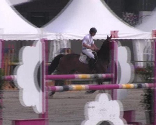 jumper Quentin 73 (Westphalian, 2007, from Quinta Real)