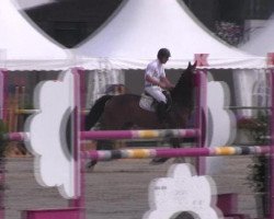 jumper Quentin 73 (Westphalian, 2007, from Quinta Real)