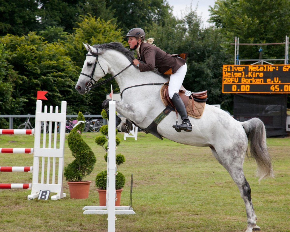 Springpferd Silver Metallica (Oldenburger, 2002, von Seidon)