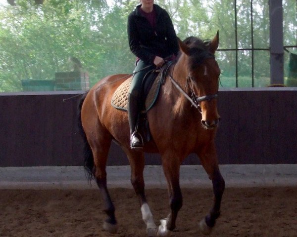 Pferd Zampano (Oldenburger, 1988, von Zeus) Pferd Zampano (Oldenburger, 1988, von Zeus)