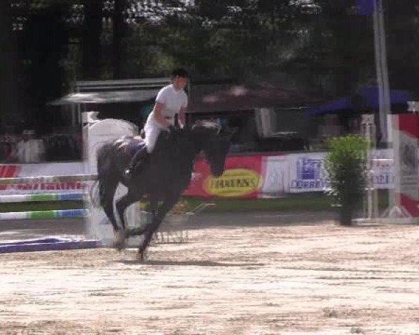 jumper Adonis 318 (Westphalian, 2008, from Avec Coeur 6)