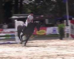 jumper Adonis 318 (Westphalian, 2008, from Avec Coeur 6)