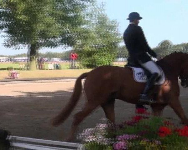 Dressurpferd Loxley 97 (Rheinländer, 2007, von Lord Loxley I) Dressurpferd Loxley 97 (Rheinländer, 2007, von Lord Loxley I)