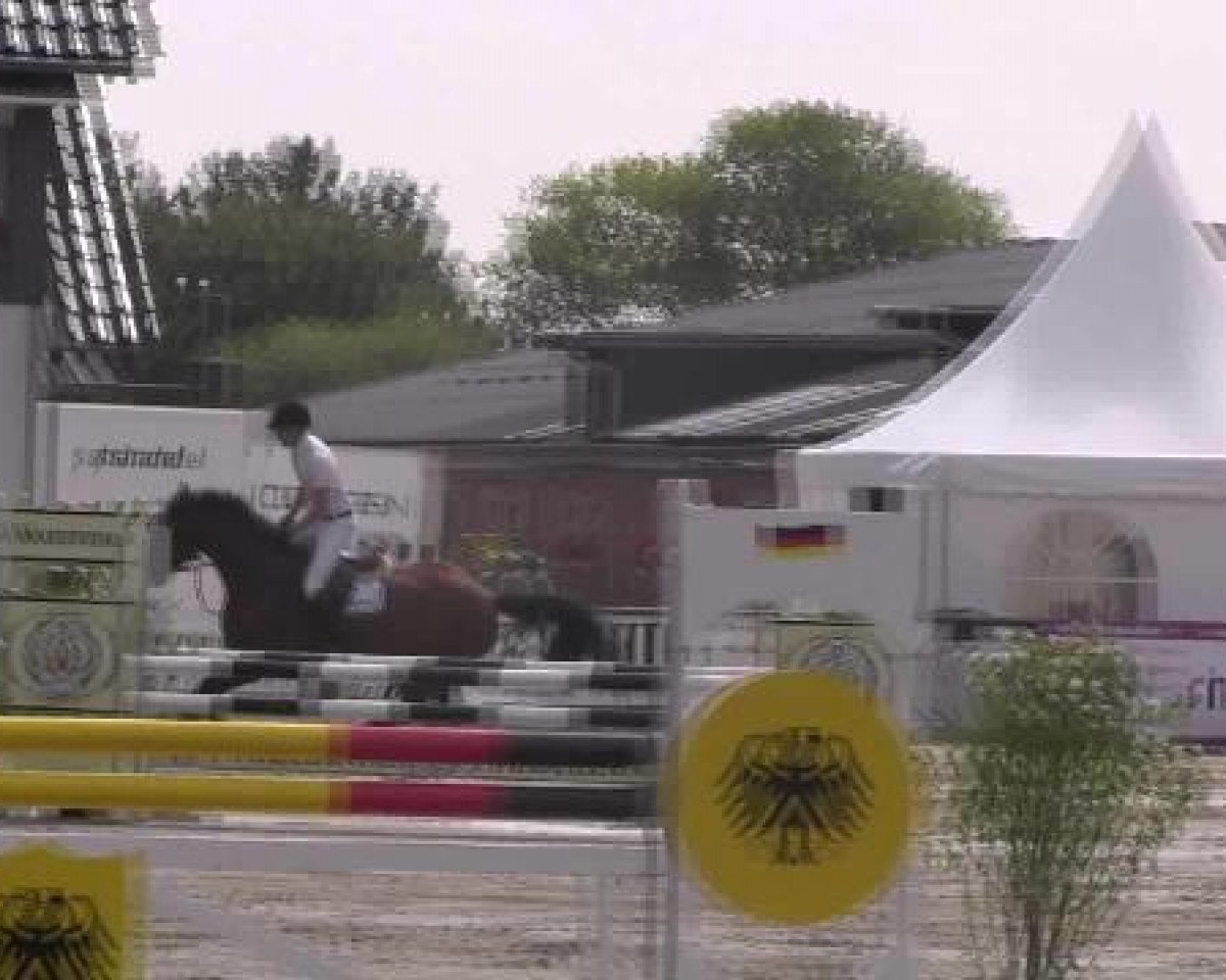 jumper Sudwinds Carlo (Holsteiner, 2007, from Cartani 4)
