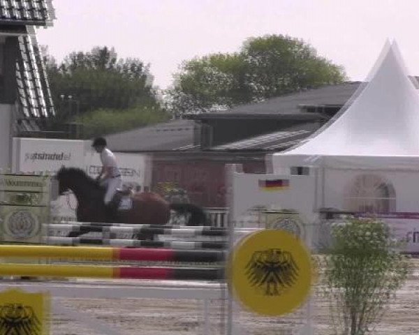 jumper Sudwinds Carlo (Holsteiner, 2007, from Cartani 4)