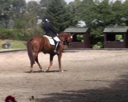 dressage horse El Capitano (Hanoverian, 2007, from Earl)