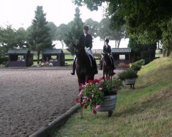 broodmare Santa - Fee (Hanoverian, 2007, from San Remo)