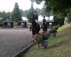 broodmare Santa - Fee (Hanoverian, 2007, from San Remo)