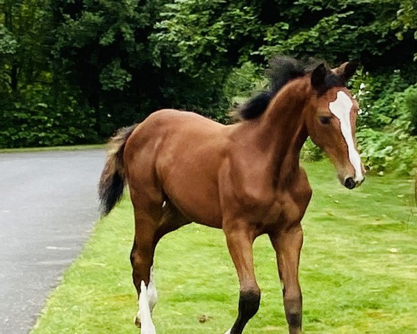 Pferd Chellina Mephista (Westfale, 2021, von Chellci Orange L)