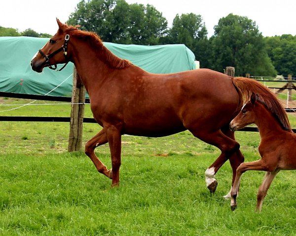 Pferd Caya Mephista (Westfale, 2020, von Cayetano L)