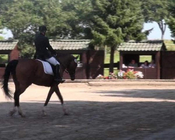 dressage horse Lanaka 2 (Rhinelander, 2006, from Laurentio)