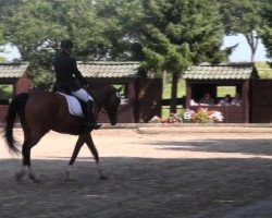 dressage horse Lanaka 2 (Rhinelander, 2006, from Laurentio)